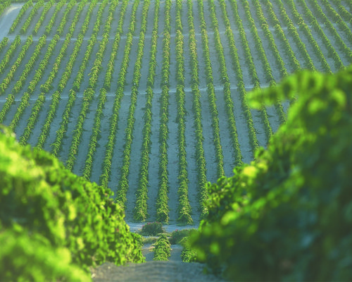 vinos_jerez_sherry_wines_vinas_paisaje.jpeg